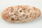 Fossil Phytosaur Scute - New Mexico #192699-1